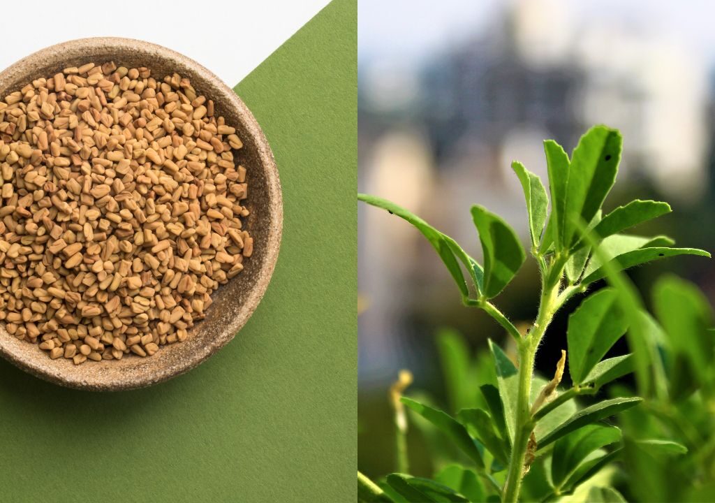 Benefits of Fenugreek (Methi) for hair