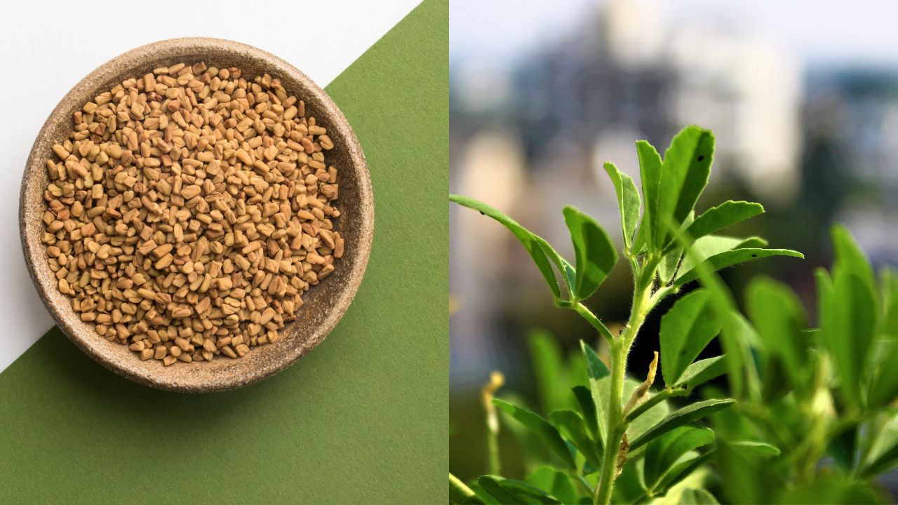 Benefits of Fenugreek (Methi) for hair